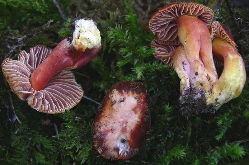 Diverse Hygrocybe da determinare/confermare.